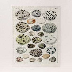 VINTAGE ILLUSTRATION BIRDS EGGS JIGSAW JIGSAW PUZZLE