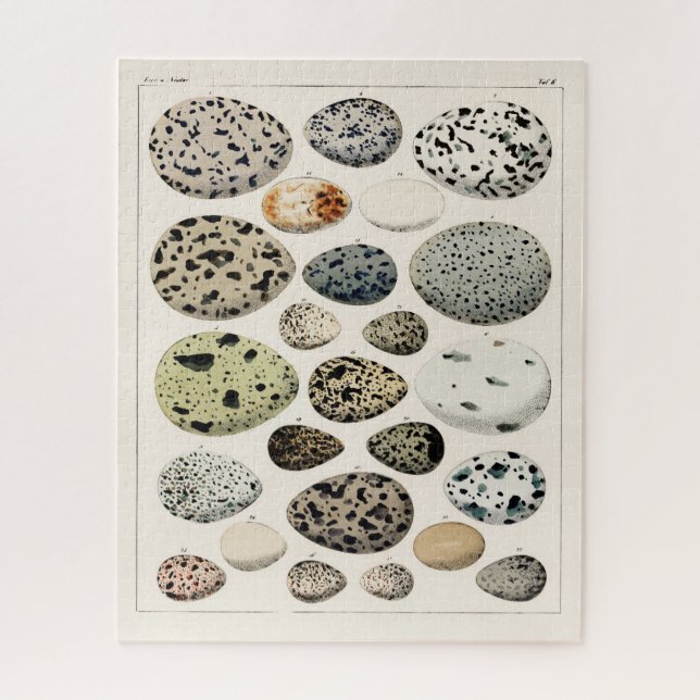 VINTAGE ILLUSTRATION BIRDS EGGS JIGSAW PUZZLE (Vertical)
