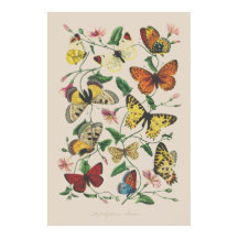 Vintage illustration butterflies wall art