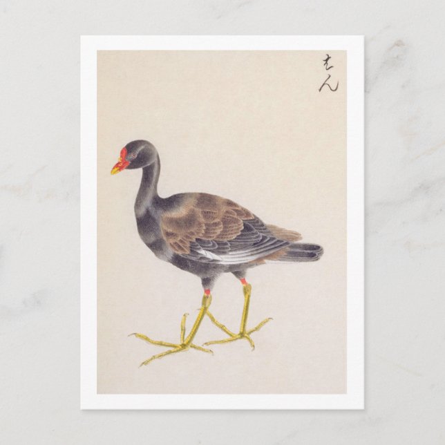 Vintage illustration: Common moorhen Postcard (Front)