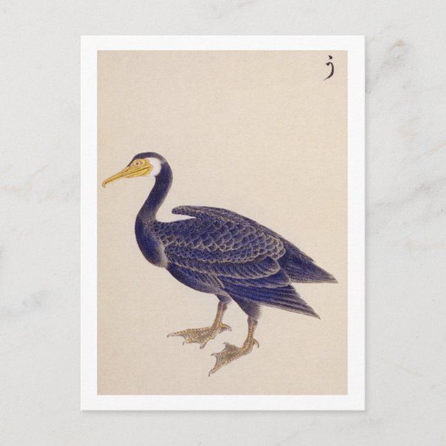 Vintage illustration: Cormorant Postcard (Front)