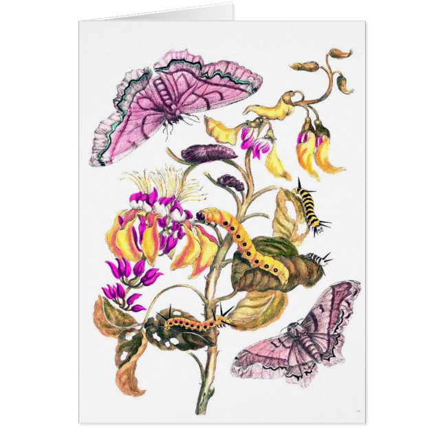 Vintage illustration de la nature  papillon plante (Devant)