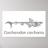 Vintage illustration - Great White Shark skeleton