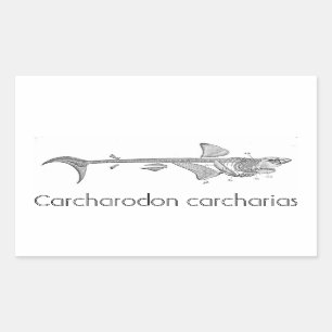 Vintage illustration - Great White Shark skeleton Sticker