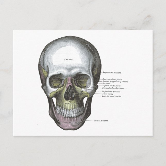 Vintage Illustration Grey's Anatomy Skull Postcard (Front)