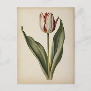 Vintage illustration if a tulip  postcard