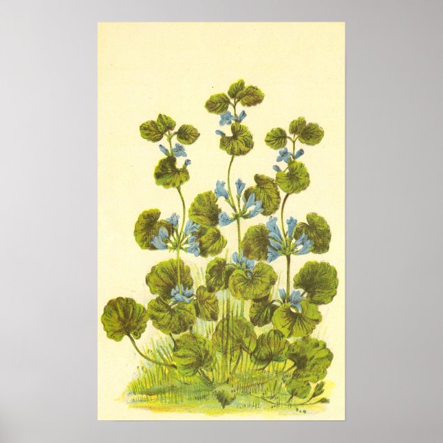 Vintage Illustration of A Creeping Charlie Plant Poster (Front)