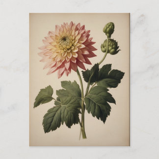 Vintage Illustration of a Dahlia  Postcard