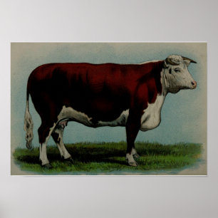 Vintage illustration of a Hereford cow Poster