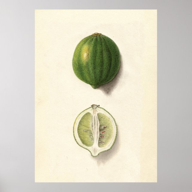 Vintage Illustration of a Lime Poster (Front)