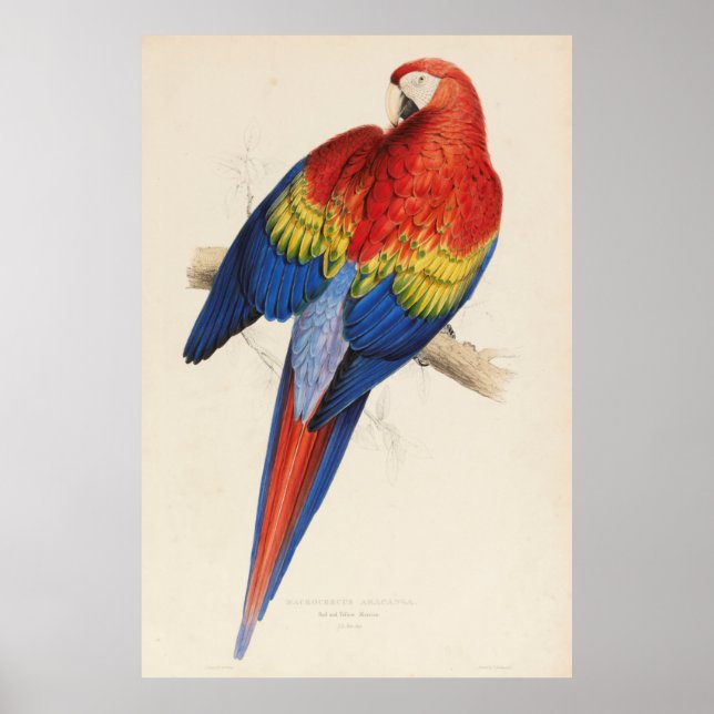 Vintage Illustration of a Macaw Parrot (1832) Poster (Front)