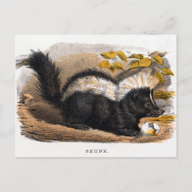 Vintage Illustration of a Skunk Postcard (Front)