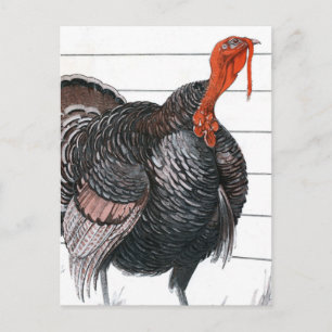 Vintage illustration of a Thanksgiving Turkey Holiday Postcard