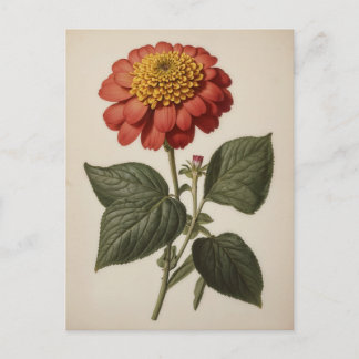 Vintage illustration of a zinnia  postcard