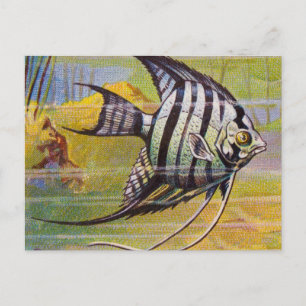 Vintage Illustration Of An Angelfish Postcard