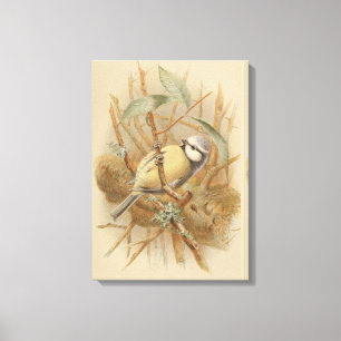 Vintage Illustration of Bluetit Canvas Print