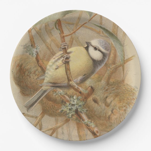 Vintage Illustration of Bluetit Paper Plate (Front)