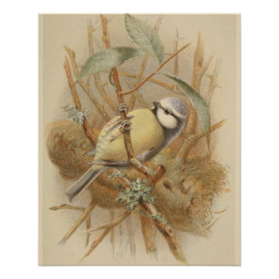Vintage Illustration of Bluetit Poster