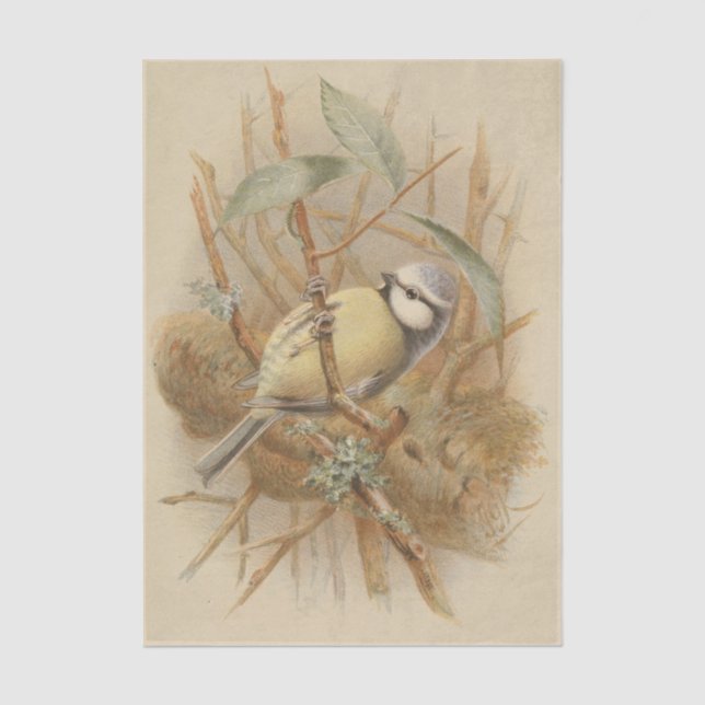 Vintage Illustration of Bluetit Tissue Paper (Front)