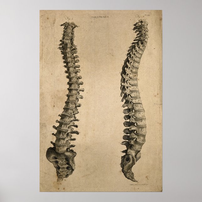 Vintage Illustration of Bones Human Spine Poster (Front)