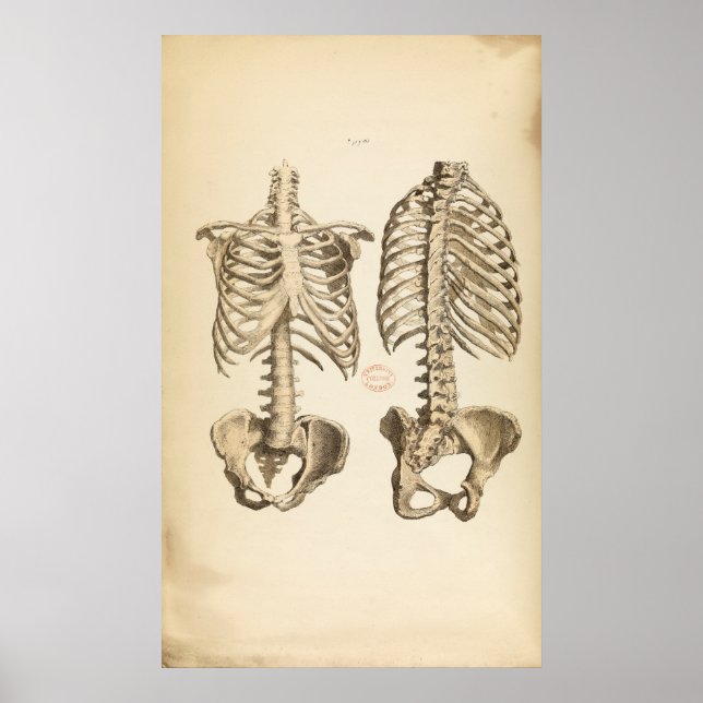 Vintage Illustration of Bones of the Trunk Poster (Front)