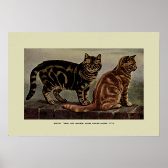 Vintage Illustration of Cats Poster (Front)