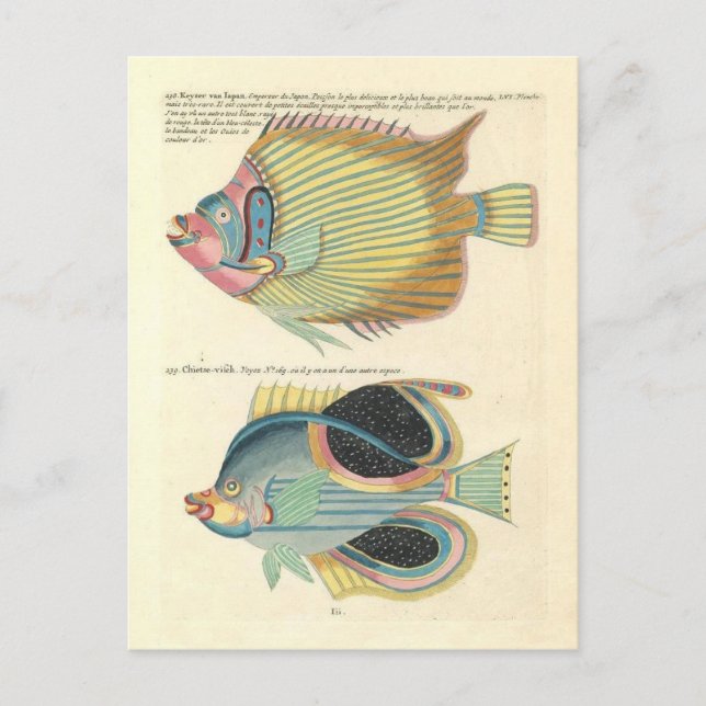 Vintage Illustration of Colourful Fish Postcard (Front)