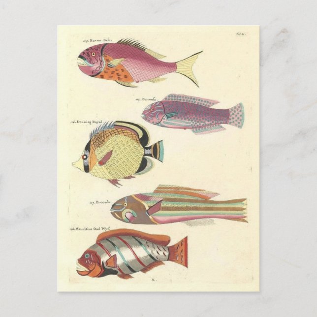 Vintage Illustration of Colourful Fish Postcard (Front)