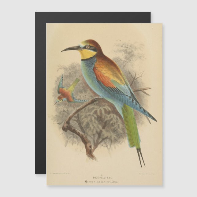 Vintage illustration of European Bee-Eater (Front/Back)