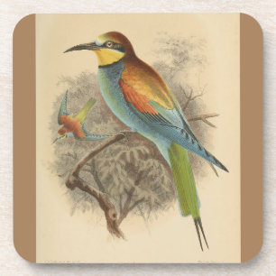 Vintage illustration of European Bee-Eater Coaster