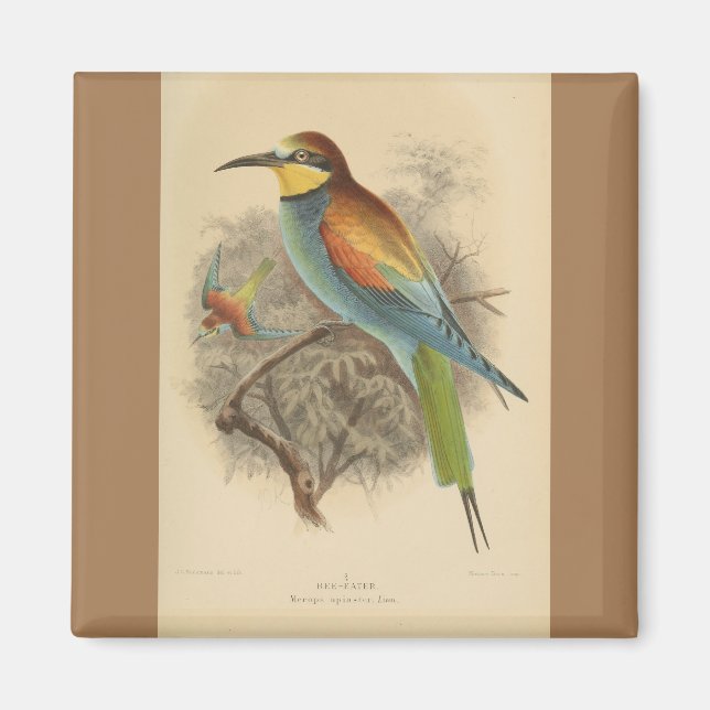 Vintage illustration of European Bee-Eater Magnet (Front)