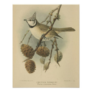 Vintage Illustration of European Crested Tit Poster