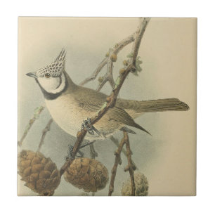 Vintage Illustration of European Crested Tit Tile