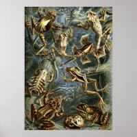 Vintage Illustration of Frogs