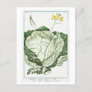 Vintage Illustration of Green Cabbage Postcard