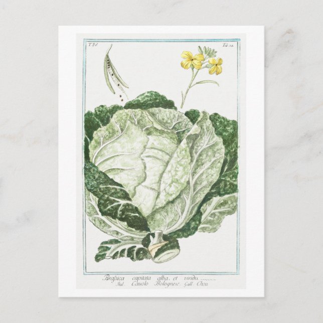 Vintage Illustration of Green Cabbage Postcard (Front)