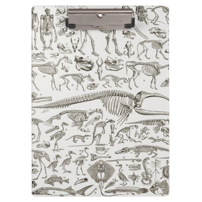 Vintage Illustration of Human & Animal Bones Clipboard (Front)