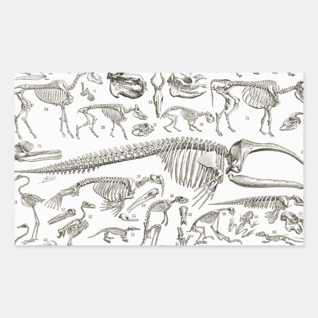 Vintage Illustration of Human & Animal Bones Sticker (Front)