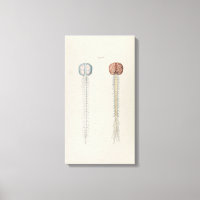 Vintage Illustration of Human Brain and Spine