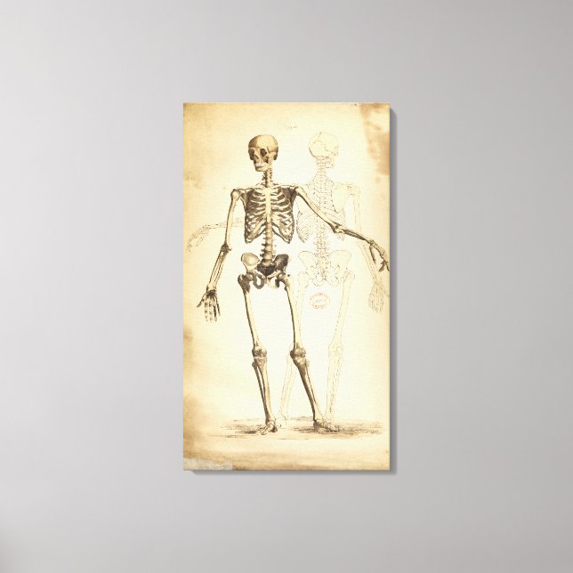 Vintage Illustration of Human Skeleton Canvas Print (Front)