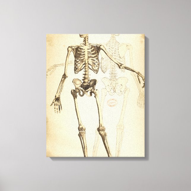 Vintage Illustration of Human Skeleton Canvas Print (Front)