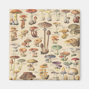 Vintage illustration of mushrooms magnet