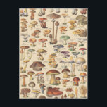 Vintage illustration of mushrooms postcard<br><div class="desc">A plate from Larousse Universel,  a French illustrated encyclopedia published in 1922 from the original work of Pierre Larousse (October 23,  1817 – January 3,  1875).</div>