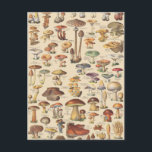 Vintage illustration of mushrooms postcard<br><div class="desc">A plate from Larousse Universel,  a French illustrated encyclopedia published in 1922 from the original work of Pierre Larousse (October 23,  1817 – January 3,  1875).</div>