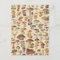Vintage illustration of mushrooms
