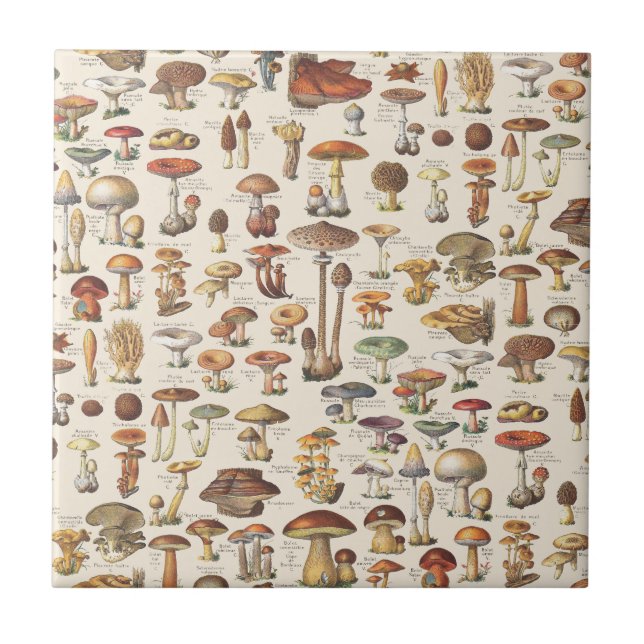 Vintage illustration of mushrooms tile (Front)