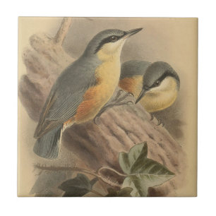 Vintage Illustration of Nuthatch  Tile