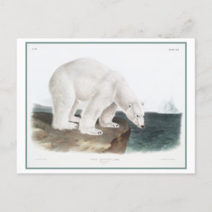 Vintage Illustration of Polar Bear Postcard