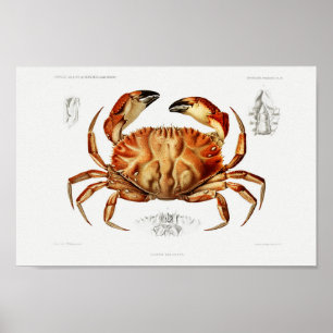 Vintage Illustration of shellfish Poster