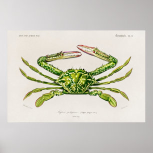 Vintage Illustration of shellfish Poster